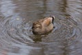 Male Gadwall duck Royalty Free Stock Photo