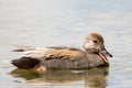 Male Gadwall Duck Royalty Free Stock Photo