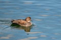 Male Gadwall Duck Royalty Free Stock Photo