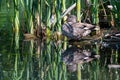 Male gadwall duck, mareca strepera, resting amongst reeds Royalty Free Stock Photo