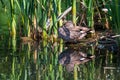 Male gadwall duck, mareca strepera, sleeping amongst reeds Royalty Free Stock Photo