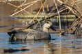A male gadwall duck, Mareca strepera, swimming in a wetland near Culver, Indiana