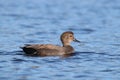 Male Gadwall duck swimming on a blue lake Royalty Free Stock Photo