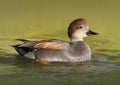 Male Gadwall Duck Swimming in the Water Royalty Free Stock Photo