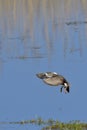 Male gadwall landing Royalty Free Stock Photo