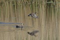 Male gadwall Royalty Free Stock Photo