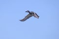 Male gadwall Mareca strepera Royalty Free Stock Photo