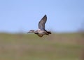 Male gadwall Mareca strepera Royalty Free Stock Photo