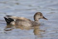 Male Gadwall swimming in a lake - San Diego, California Royalty Free Stock Photo