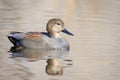 Male Gadwall