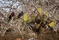 A male Galapagos frigate bird inflates his gular pouch Royalty Free Stock Photo