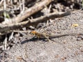 The male Galapagos lava lizard, Microlophus albemarlensis, is endemic to the Galapagos island. Santa Cruz, Galapagos, Ecuador Royalty Free Stock Photo