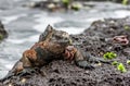 A male of Galapagos Marine Iguana and crab Royalty Free Stock Photo