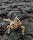 A male of Galapagos Marine Iguana Royalty Free Stock Photo