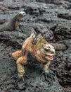 A male of Galapagos Marine Iguana Royalty Free Stock Photo