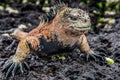 A male of Galapagos Marine Iguana Royalty Free Stock Photo