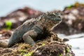 A male of Galapagos Marine Iguana Royalty Free Stock Photo