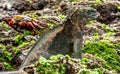 A male of Galapagos Marine Iguana Royalty Free Stock Photo