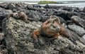 A male of Galapagos Marine Iguana resting on lava rocks Amblyrhynchus cristatus. Royalty Free Stock Photo