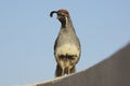 Male Gambel's(california) Quail Royalty Free Stock Photo