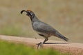 Male Gambel's(california) Quail Royalty Free Stock Photo