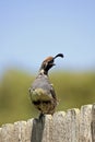 Male Gambel's(california) Quail Royalty Free Stock Photo