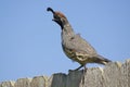 Male Gambel's(california) Quail Royalty Free Stock Photo