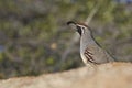 Male Gambel's(california) Quail Royalty Free Stock Photo