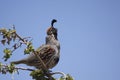 Male Gambel's(california) Quail Caliing Royalty Free Stock Photo