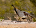 Male Gambel's Quail Royalty Free Stock Photo