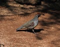 Male Gambel`s Quail of the Desert Southwest Royalty Free Stock Photo