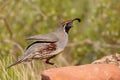 Male Gambel`s quail that has hopped up onto a red rock Royalty Free Stock Photo