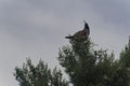 Male Gambel`s Quail in New Mexico.