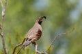 Male Gambel`s quail perched on bare branch with green background