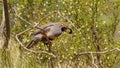 Male Gambel`s quail perched in creosote bush