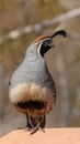 Male Gambel\'s quail perched on sandstone rock