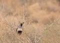 Male Gambel`s quail perched in a bush