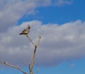 Male Gambles Quail Sitting on a Branch in the Wind Royalty Free Stock Photo