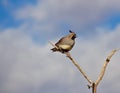 Male Gambles Quail Sitting on a Branch in the Wind Royalty Free Stock Photo