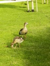 Male Gander with gosling