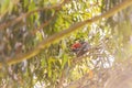 Male Gang Gang Cockatoo sitting in gum tree with leaves and branches in the background at Dalgety, NSW, Australia Royalty Free Stock Photo