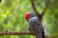 Male Gang Gang cockatoo (Callocephalon fimbriatum) Royalty Free Stock Photo