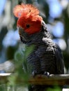 A wild male `gang gang cockatoo` showing off his crest