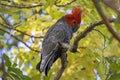 Male Gang Gang Cockatoo Royalty Free Stock Photo