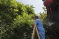 Male garden worker standing on wooden ladder trimming plants