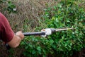 Male garden worker using hedge trimmers to cut branches from overgrown hedge in back yard garden. Royalty Free Stock Photo