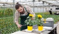 Male gardener in apron taking care decorative sunflower in pots