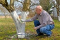 The male gardener bleaches a fruit-tree trunk. Spring works in a garden Royalty Free Stock Photo