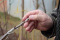 male gardener grafts of sweet cherry