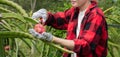 Pitaya fruit farmer Royalty Free Stock Photo